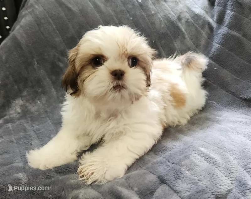 Abby – Shih Tzu puppy for sale in Live Oak, FL
