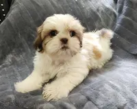 Abby, a female Shih Tzu for sale in Live Oak, FL – 1 of 1
