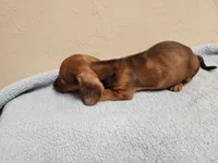 Molly, a female Miniature Dachshund for sale in Live Oak, FL – 2 of 2