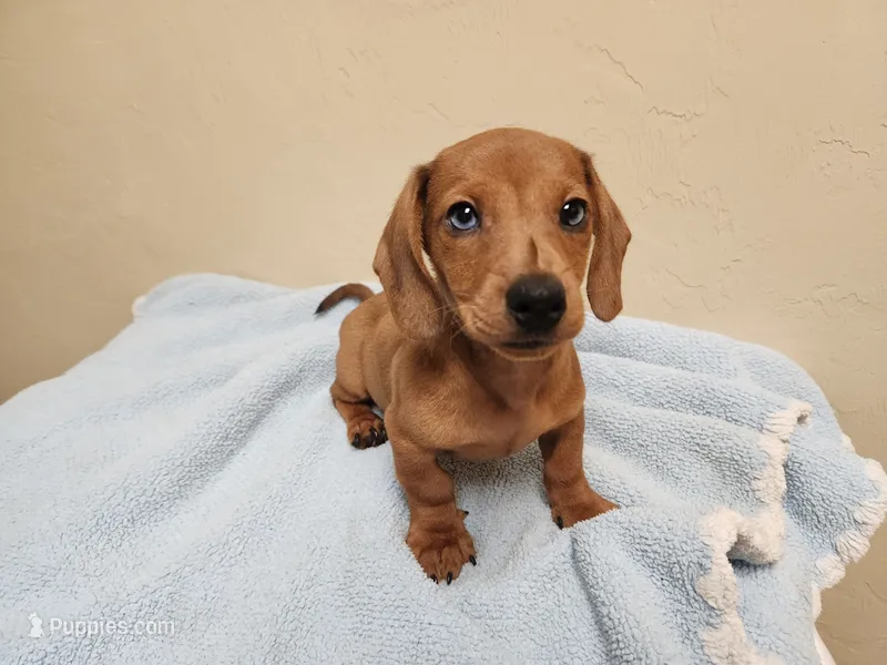 Rusty – Dachshund puppy for sale in Live Oak, FL