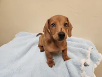 Rusty, a male Dachshund for sale in Live Oak, FL – 1 of 1