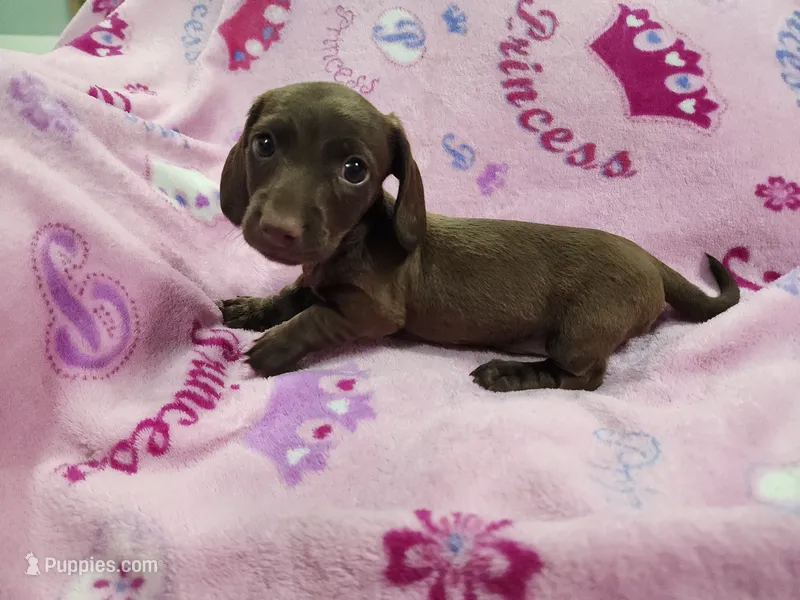 Peaches – Miniature Dachshund puppy for sale in Live Oak, FL