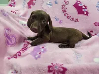 Peaches, a female Miniature Dachshund for sale in Live Oak, FL – 1 of 2