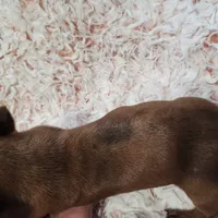 Ruby, a female Miniature Dachshund for sale in Live Oak, FL – Photo 3 of 3