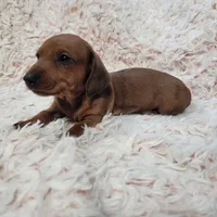 Ruby, a female Miniature Dachshund for sale in Live Oak, FL – Photo 2 of 3