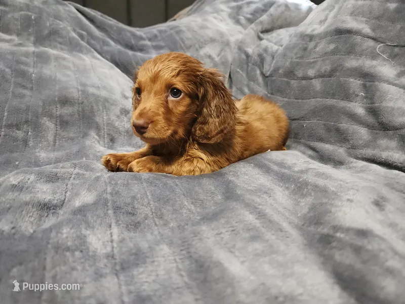Milo – Miniature Dachshund puppy on hold in Live Oak, FL