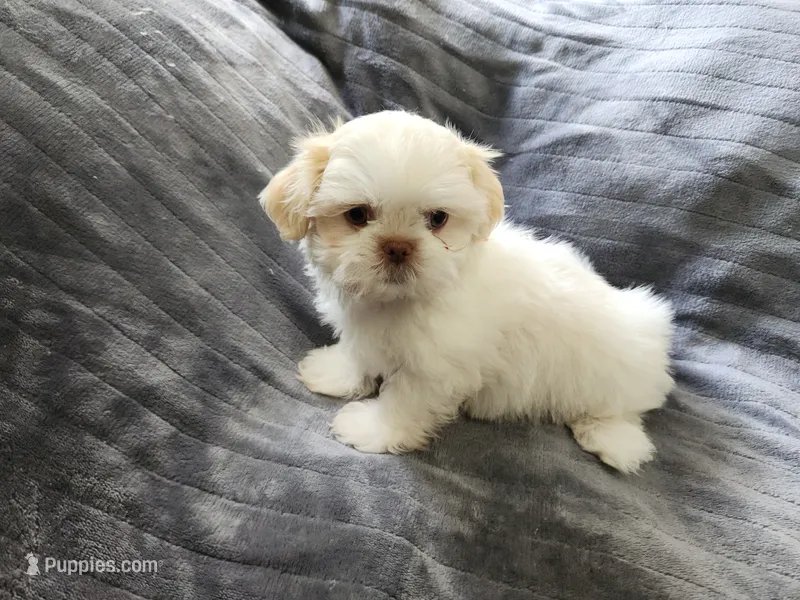 Frosty  – Shih Tzu puppy for sale in Live Oak, FL