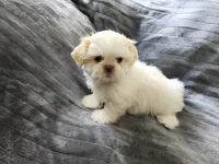 Frosty , a male Shih Tzu for sale in Live Oak, FL – 1 of 1
