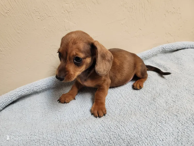 Molly – Miniature Dachshund puppy for sale in Live Oak, FL