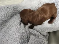 Peaches, a female Miniature Dachshund for sale in Live Oak, FL – 2 of 2