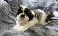 Cooper, a male Shih Tzu for sale in Live Oak, FL – 1 of 1