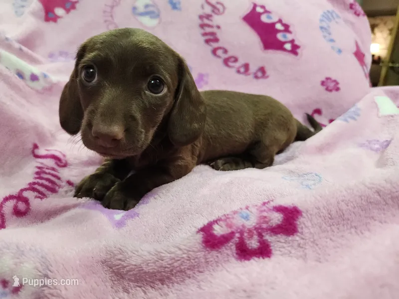 Peaches – Miniature Dachshund puppy for sale in Live Oak, FL
