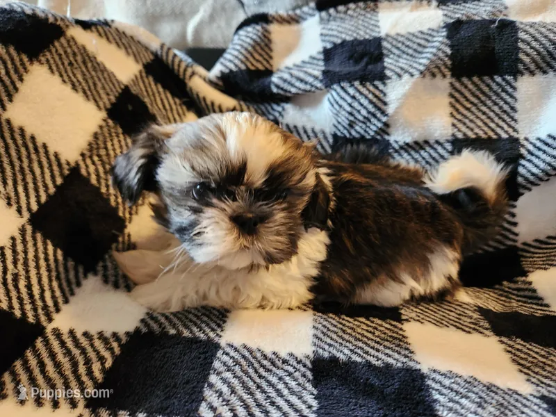 Bean – Shih Tzu puppy for sale in Live Oak, FL