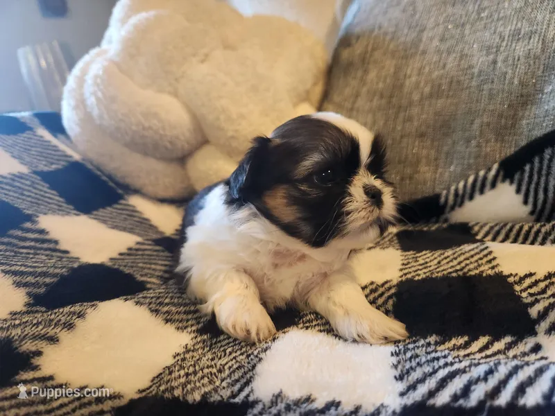 Bean – Shih Tzu puppy for sale in Live Oak, FL