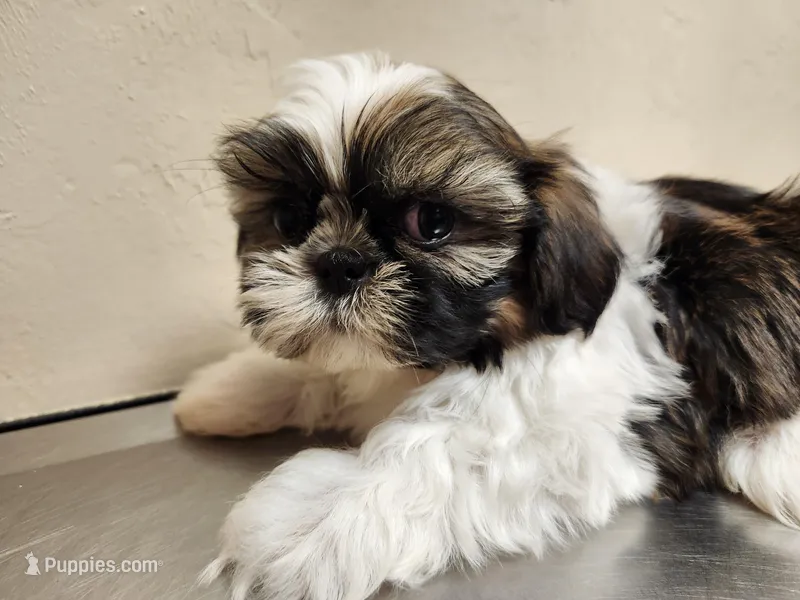 Bean – Shih Tzu puppy for sale in Live Oak, FL