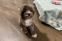 Mini, a female Aussiedoodle for sale in Lebanon, MO – 8 of 10