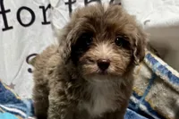 Mini, a female Aussiedoodle for sale in Lebanon, MO – 3 of 10