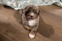 Mini, a female Aussiedoodle for sale in Lebanon, MO – 4 of 10