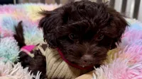 Boots, a female Shihpoo for sale in Lebanon, MO – 2 of 10