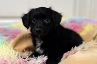 Spooky, a male Miniature Aussiedoodle for sale in Lebanon, MO – 4 of 4