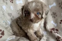 Max, a female Aussiedoodle for sale in Lebanon, MO – 10 of 10