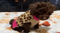 Boots, a female Shihpoo for sale in Lebanon, MO – 7 of 10