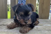 Dandi, a male Yorkshire Terrier for sale in Lebanon, MO – 9 of 10