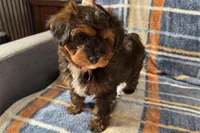 Petee, a male Aussiedoodle for sale in Lebanon, MO – Photo 8 of 10