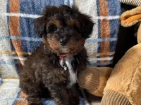 Petee, a male Aussiedoodle for sale in Lebanon, MO – Photo 4 of 10