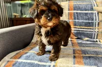 Petee, a male Aussiedoodle for sale in Lebanon, MO – Photo 9 of 10