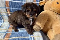 Petee, a male Aussiedoodle for sale in Lebanon, MO – Photo 10 of 10