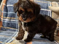 Petee, a male Aussiedoodle for sale in Lebanon, MO – Photo 2 of 10