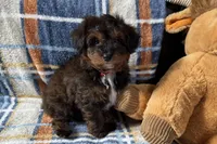 Petee, a male Aussiedoodle for sale in Lebanon, MO – Photo 6 of 10