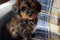 Petee, a male Aussiedoodle for sale in Lebanon, MO – Photo 3 of 10