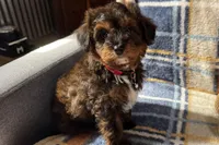 Petee, a male Aussiedoodle for sale in Lebanon, MO – Photo 5 of 10