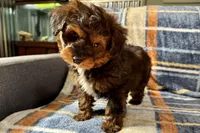 Petee, a male Aussiedoodle for sale in Lebanon, MO – Photo 7 of 10