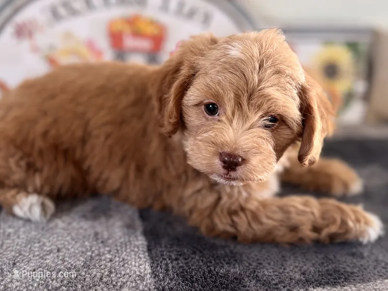 Ozzy – Shihpoo puppy for sale in Lebanon, MO
