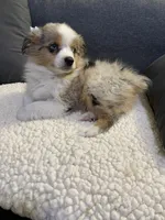 Sammy, a male Miniature Australian Shepherd for sale in Lebanon, MO – Photo 5 of 8