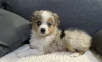 Sammy, a male Miniature Australian Shepherd for sale in Lebanon, MO – Photo 2 of 8