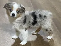 Sammy, a male Miniature Australian Shepherd for sale in Lebanon, MO – Photo 8 of 8