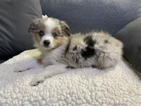 Sammy, a male Miniature Australian Shepherd for sale in Lebanon, MO – Photo 4 of 8