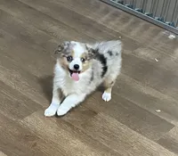 Sammy, a male Miniature Australian Shepherd for sale in Lebanon, MO – Photo 7 of 8
