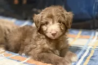 Coco, a male Miniature Aussiedoodle for sale in Lebanon, MO – 3 of 6