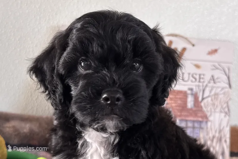 Reo – Shihpoo puppy for sale in Lebanon, MO