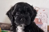 Reo, a male Shihpoo for sale in Lebanon, MO – 1 of 10