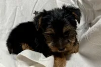 Jax, a male Yorkshire Terrier for sale in Lebanon, MO – 7 of 10