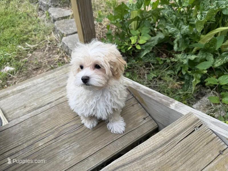 Benny – Havapoo puppy for sale in Lebanon, MO
