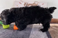 Reo, a male Shihpoo for sale in Lebanon, MO – 9 of 10