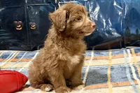 Coco, a male Miniature Aussiedoodle for sale in Lebanon, MO – 4 of 6