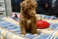 Coco, a male Miniature Aussiedoodle for sale in Lebanon, MO – 6 of 6